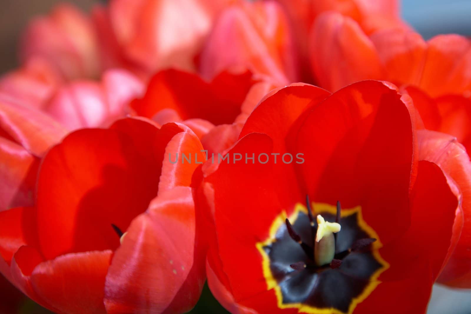 Red tulips by velkol