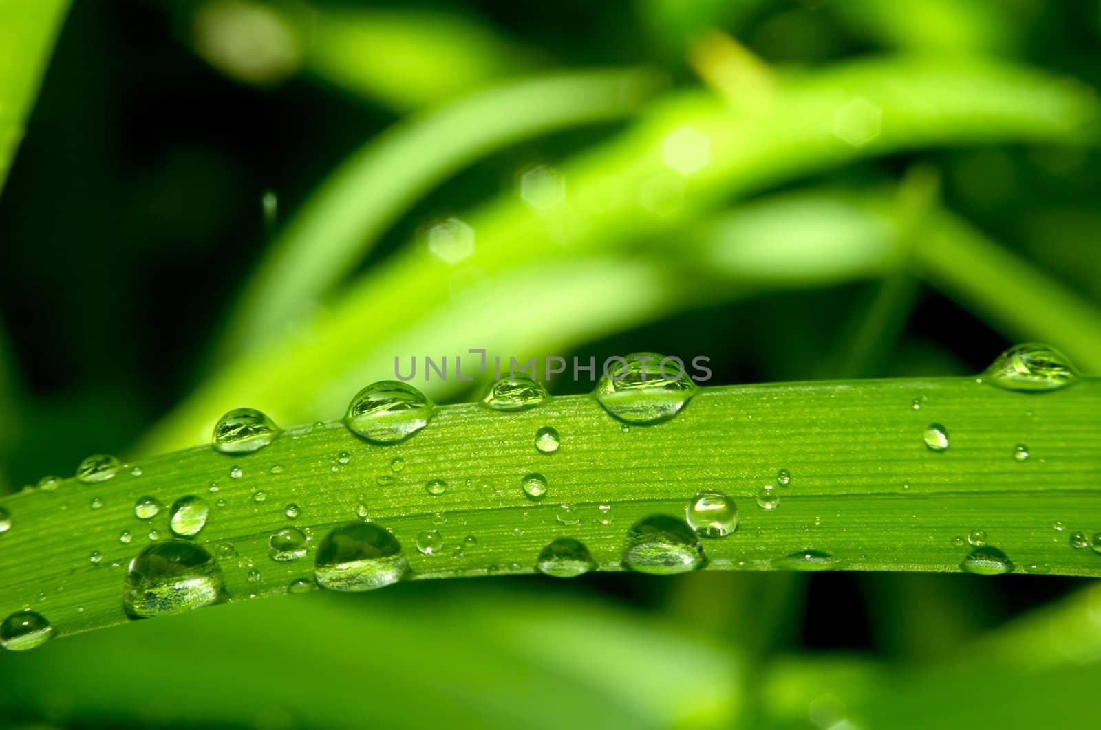 Grass and dew by velkol