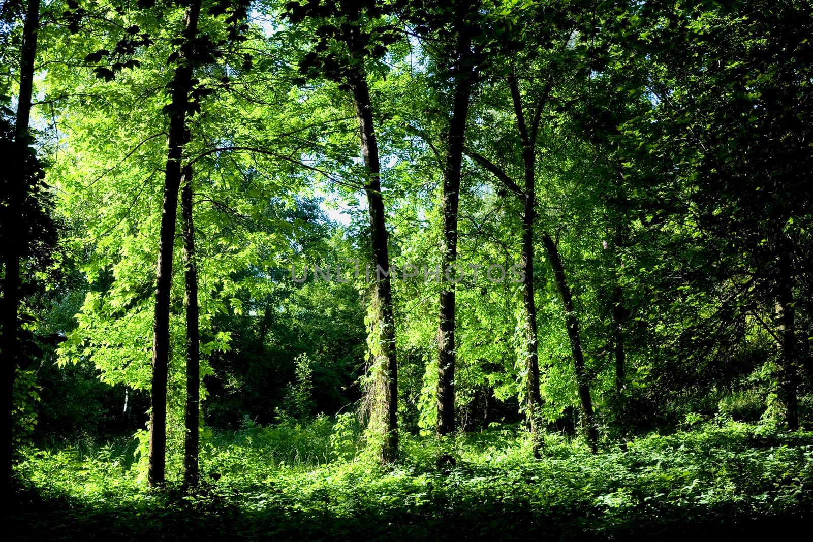 An image of trees in green park