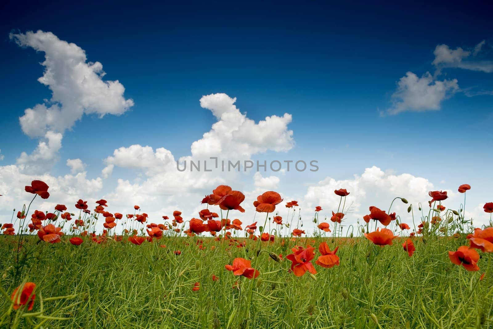 Poppy-field by velkol