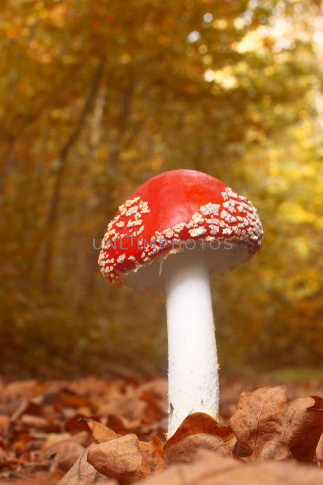A red fly-agaric in autumn forest
