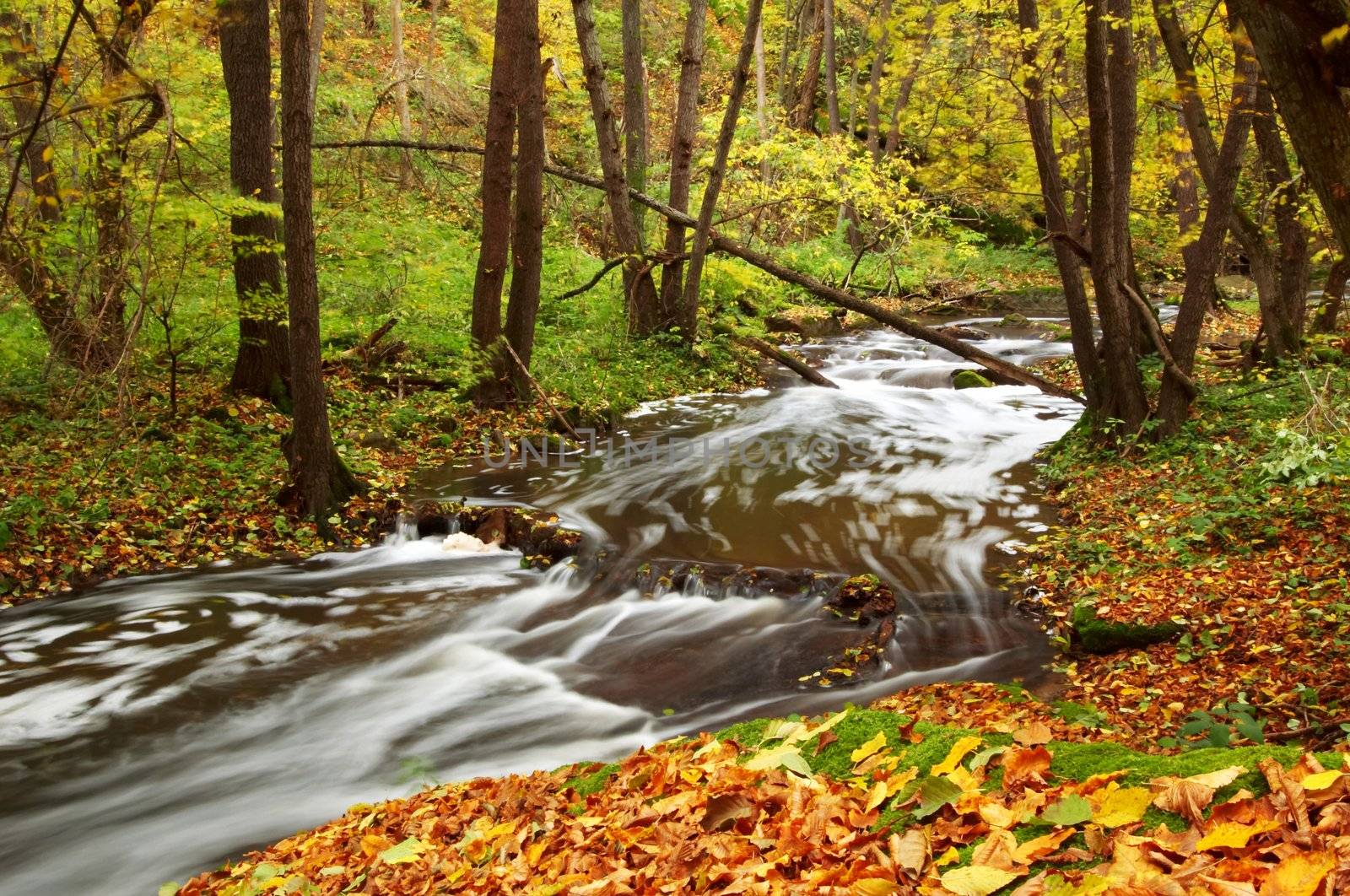River amongst autumn trees by velkol