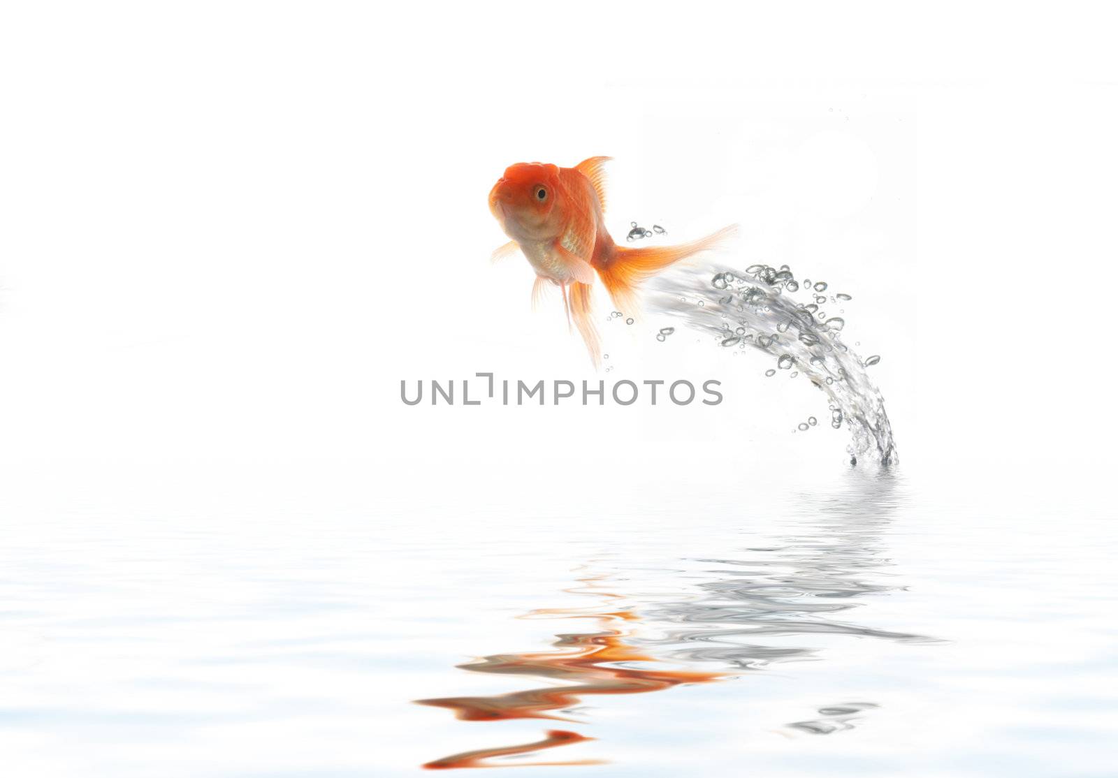 Flying golden fish by velkol