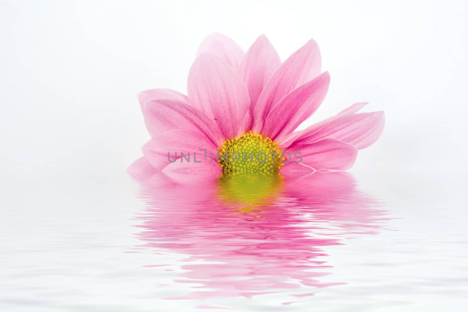 Flower in water by velkol