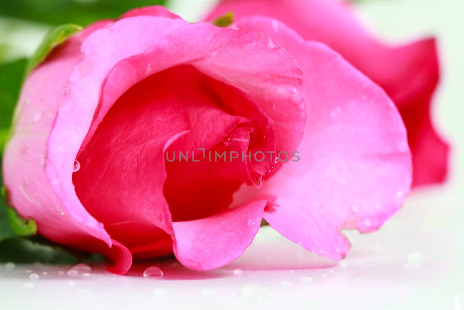 pink fresh rose isolated on a white background by bajita111122