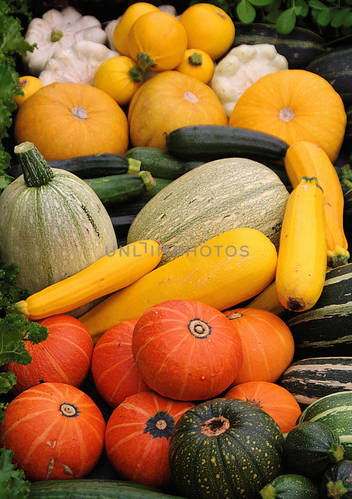 Marrows , Gourds and things
