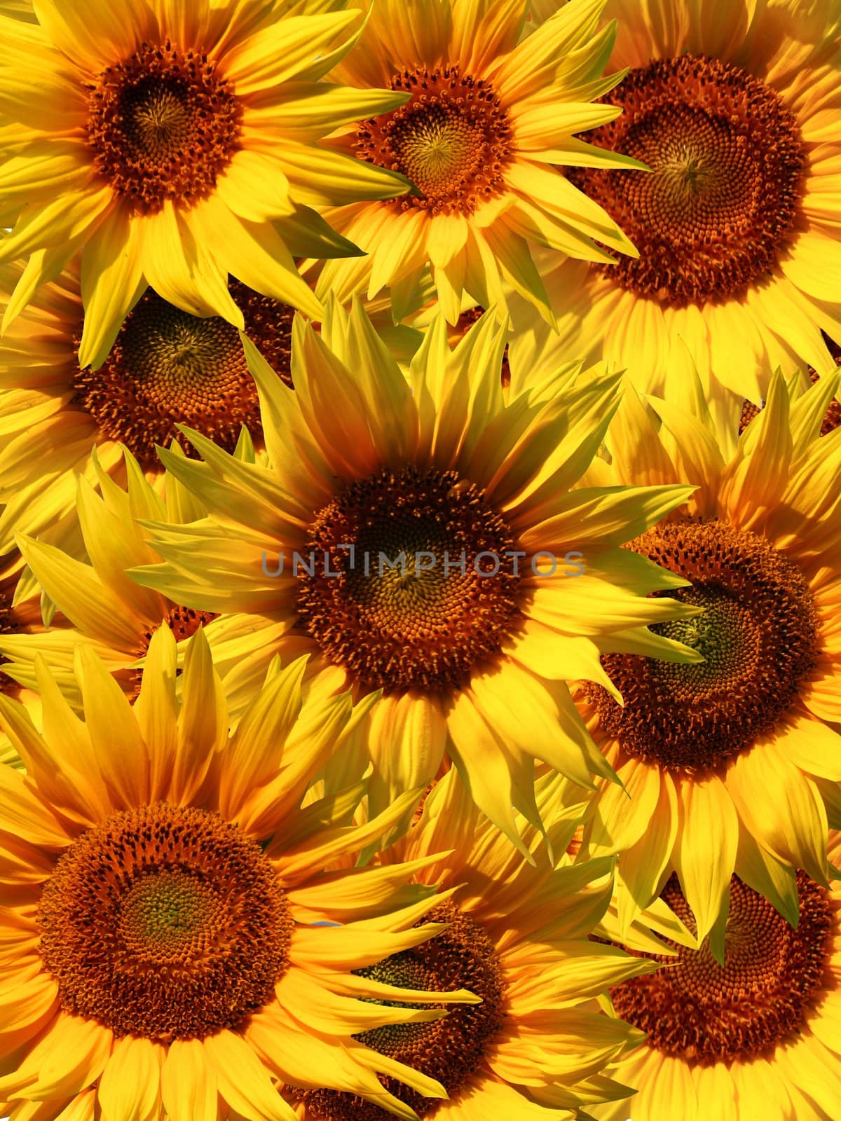 An image of beautiful yellow Sunflower petals closeup