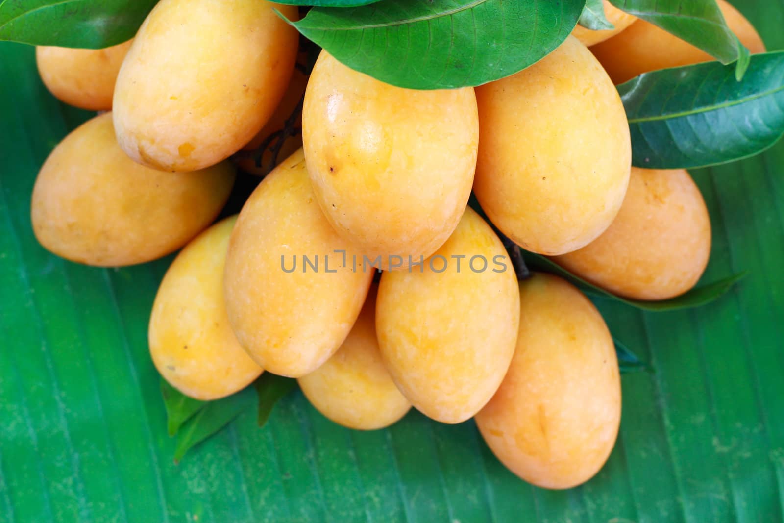 Exotic Thai Fruit. Maprang, Marian plum, Gandaria, Marian mango, Plum mango. Isolated on white