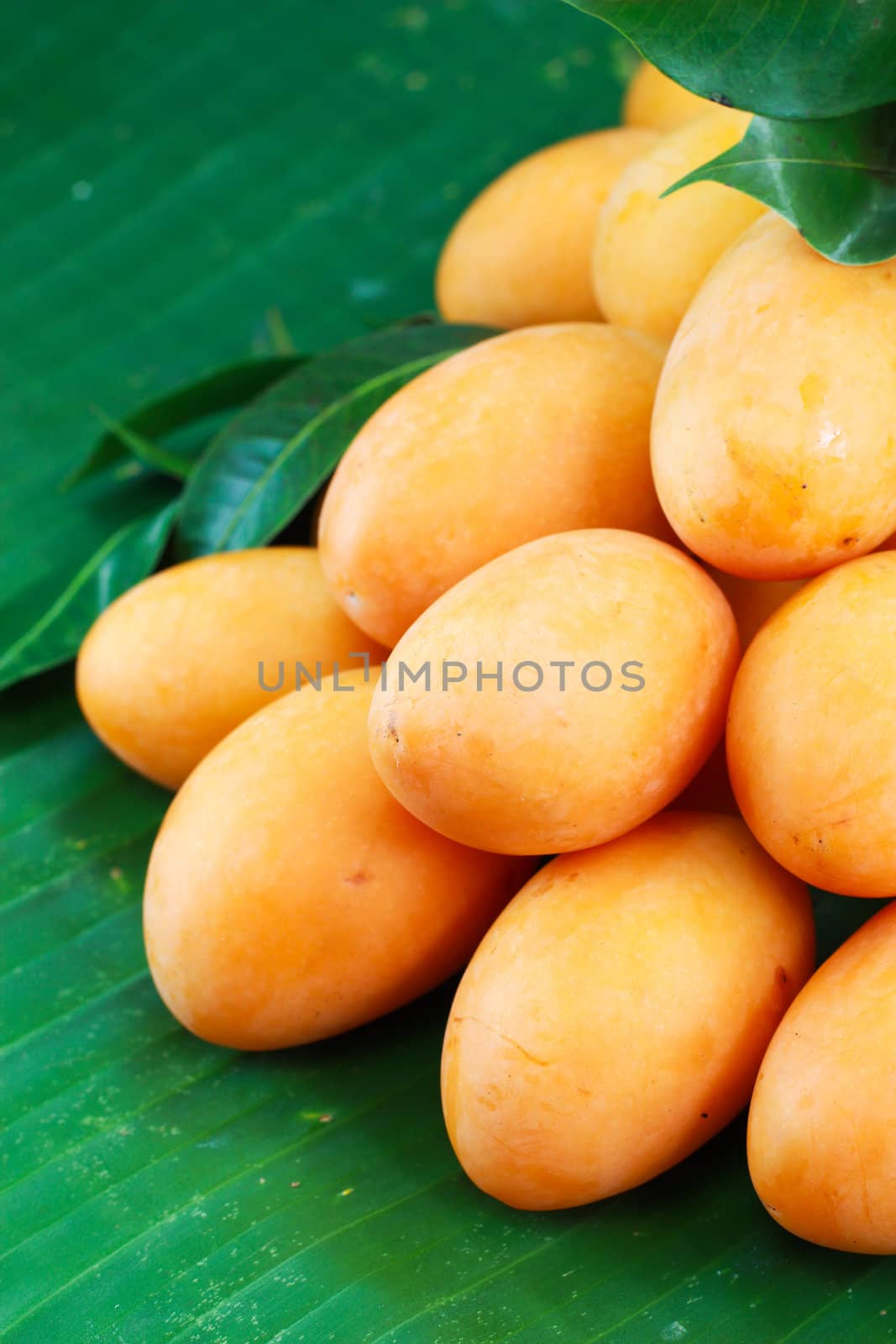 Exotic Thai Fruit. Maprang, Marian plum, Gandaria by bajita111122