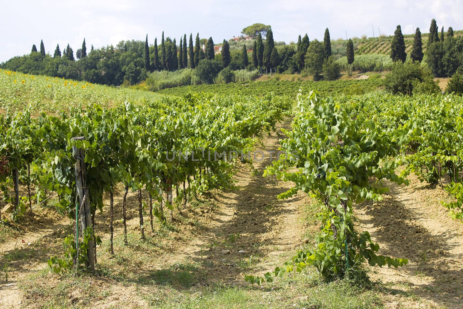tuscany vineyard , Tuscany, Italy