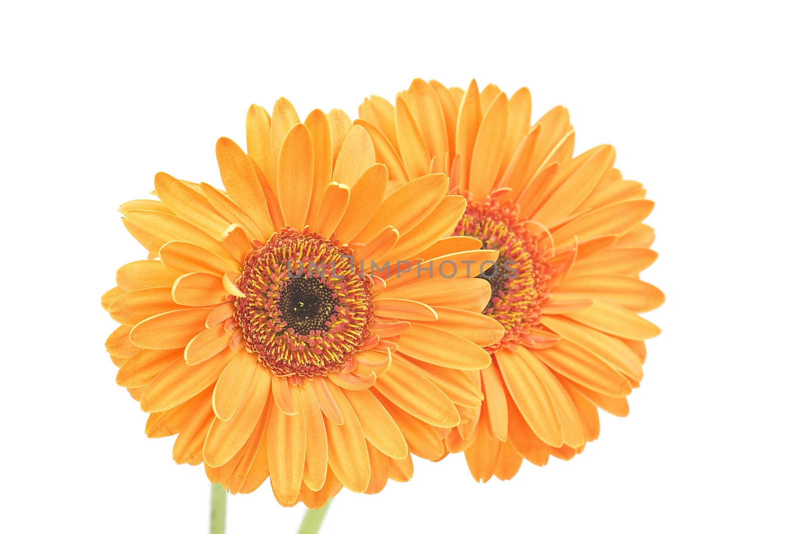 gerbera daisies