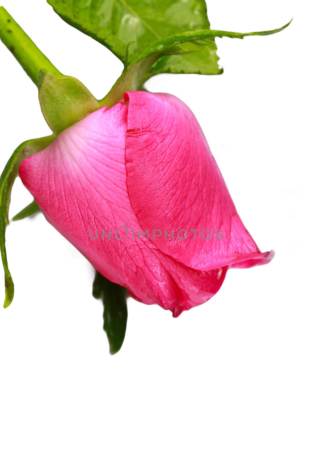pink fresh rose isolated on a white background by bajita111122