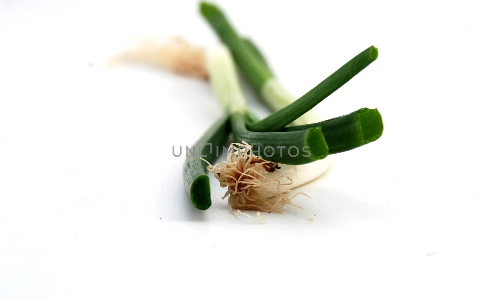 fresh onion