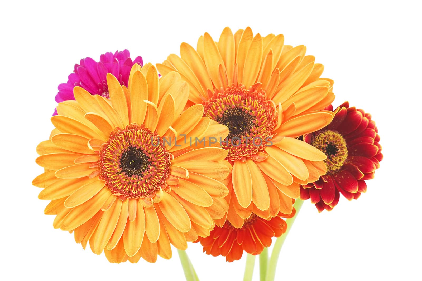 gerbera daisies