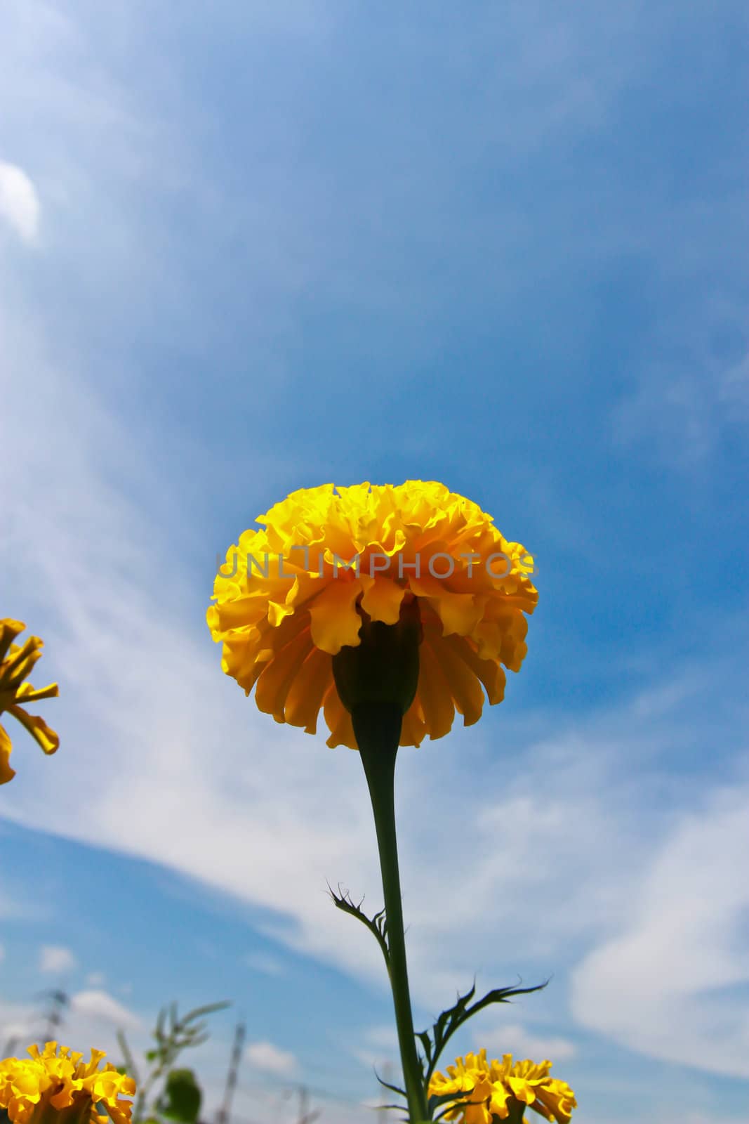 Marigold on the background of blue sky