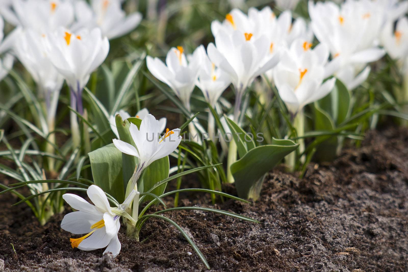 white crocus flowers