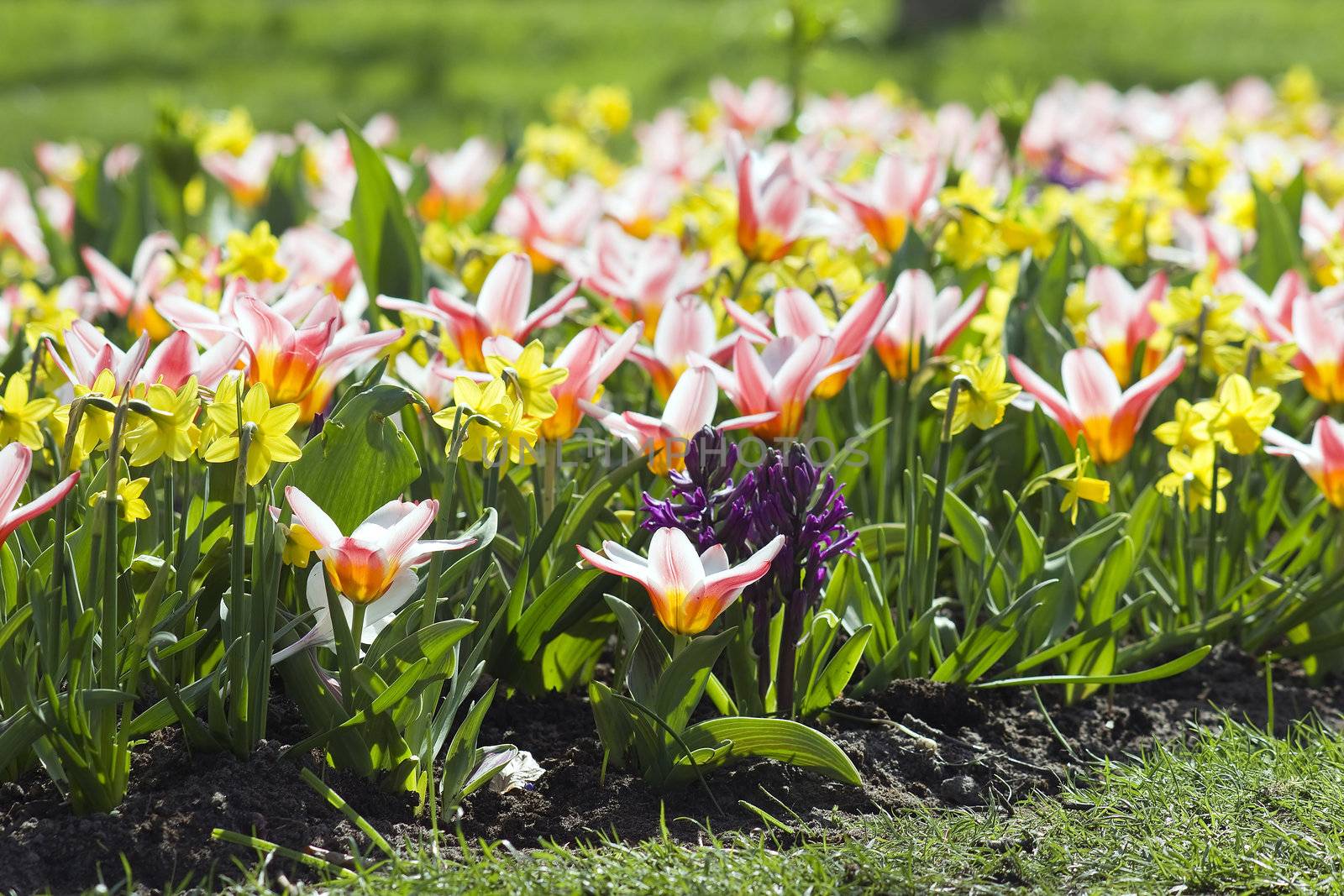 Colorful spring flowers in the park