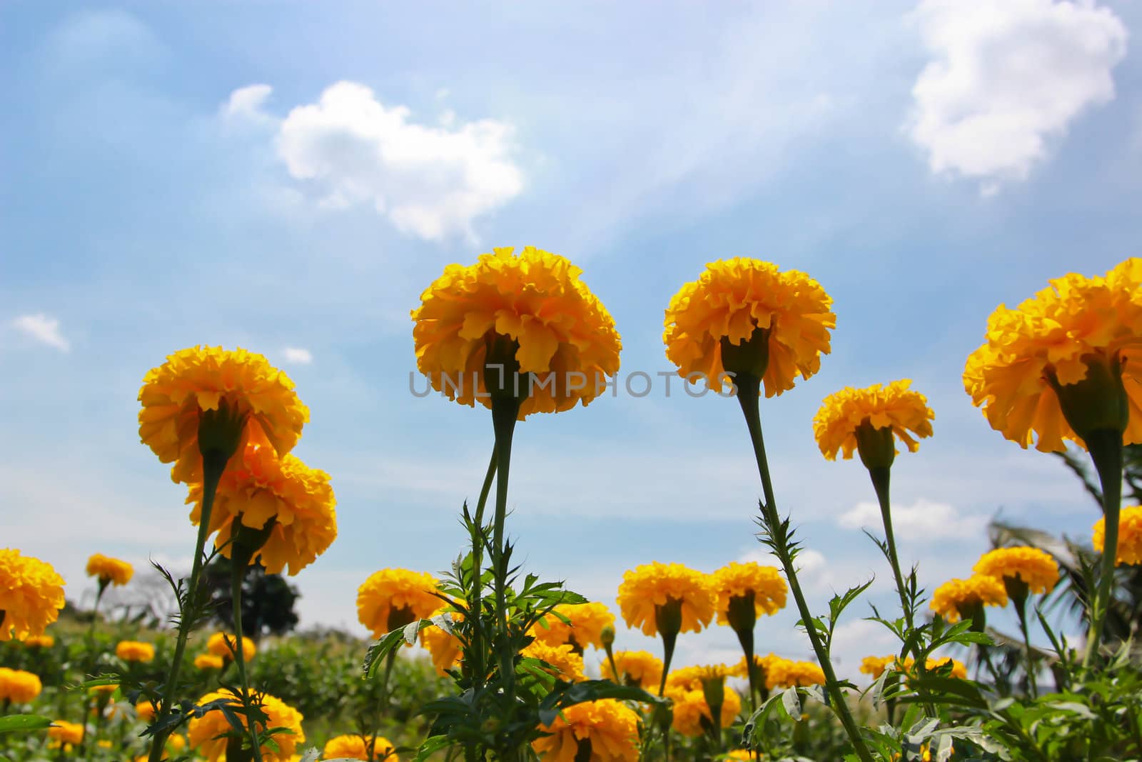 Marigold on the background of blue sky by bajita111122