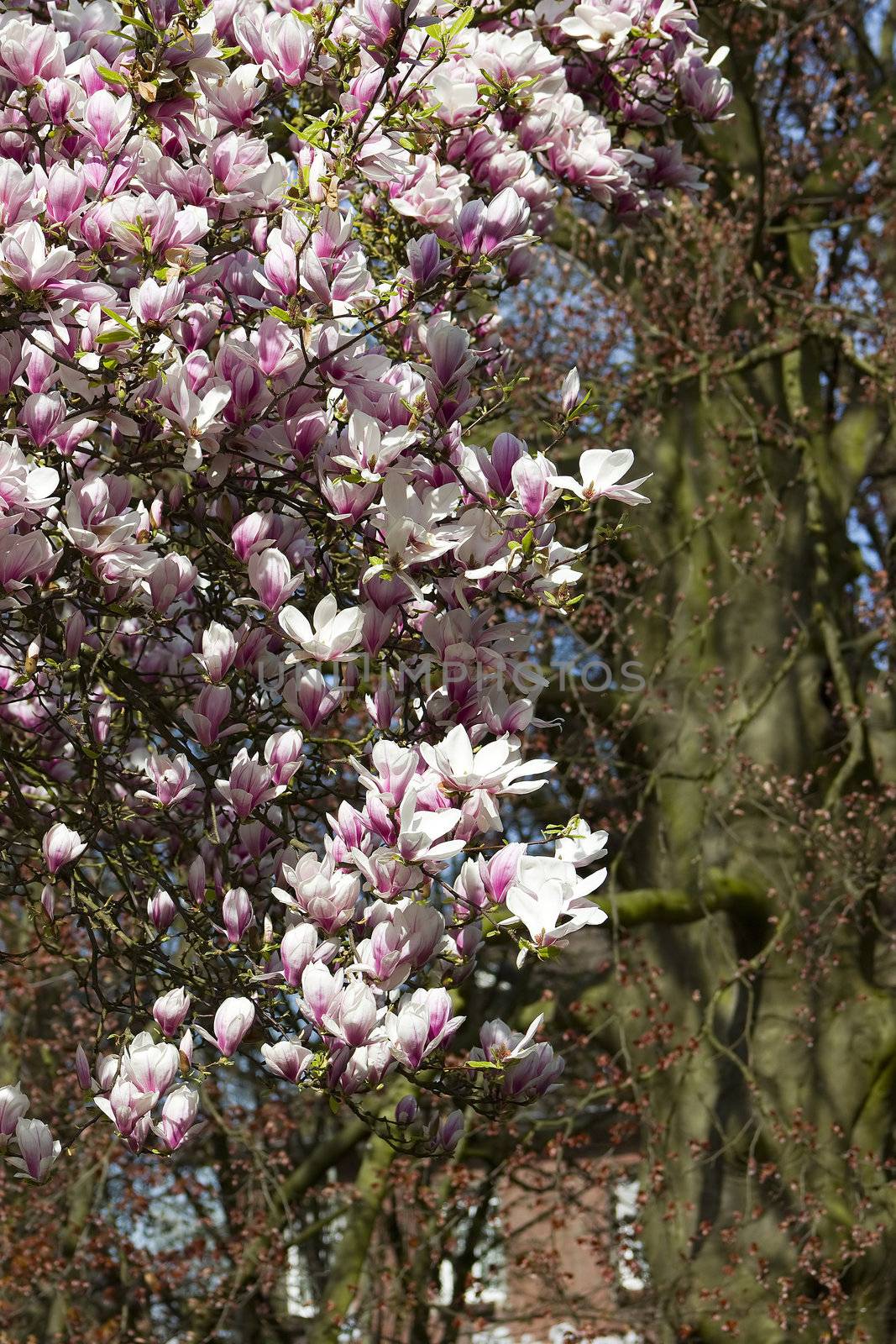 blooming magnolia tree