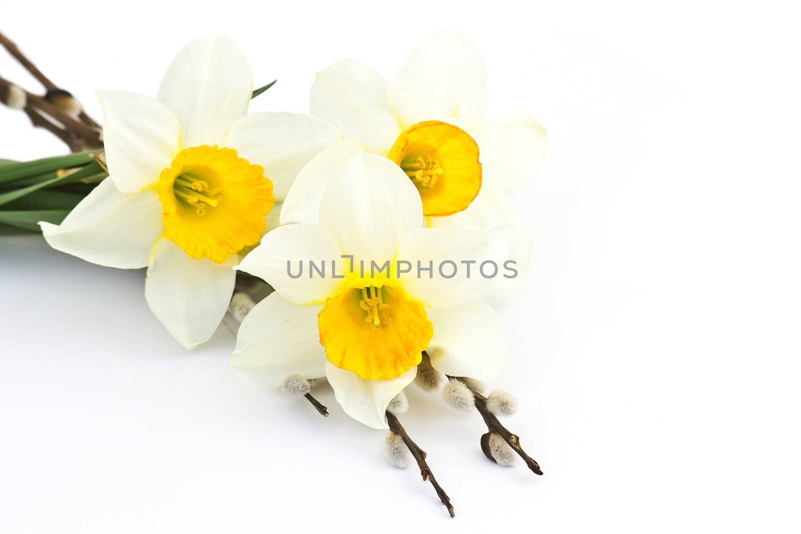 easter decoration - narcissus flowers