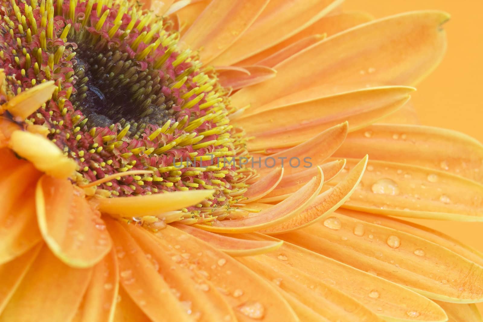 gerbera daisy