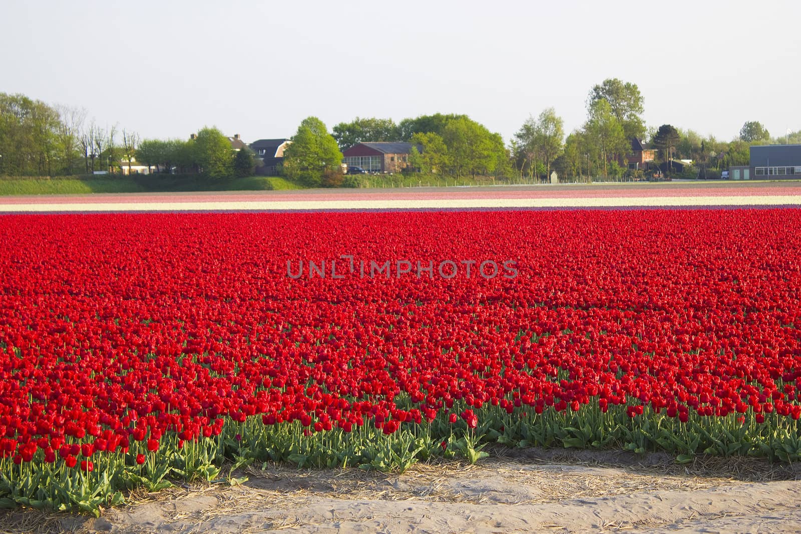 A spring field with red tulips in the Netherlands