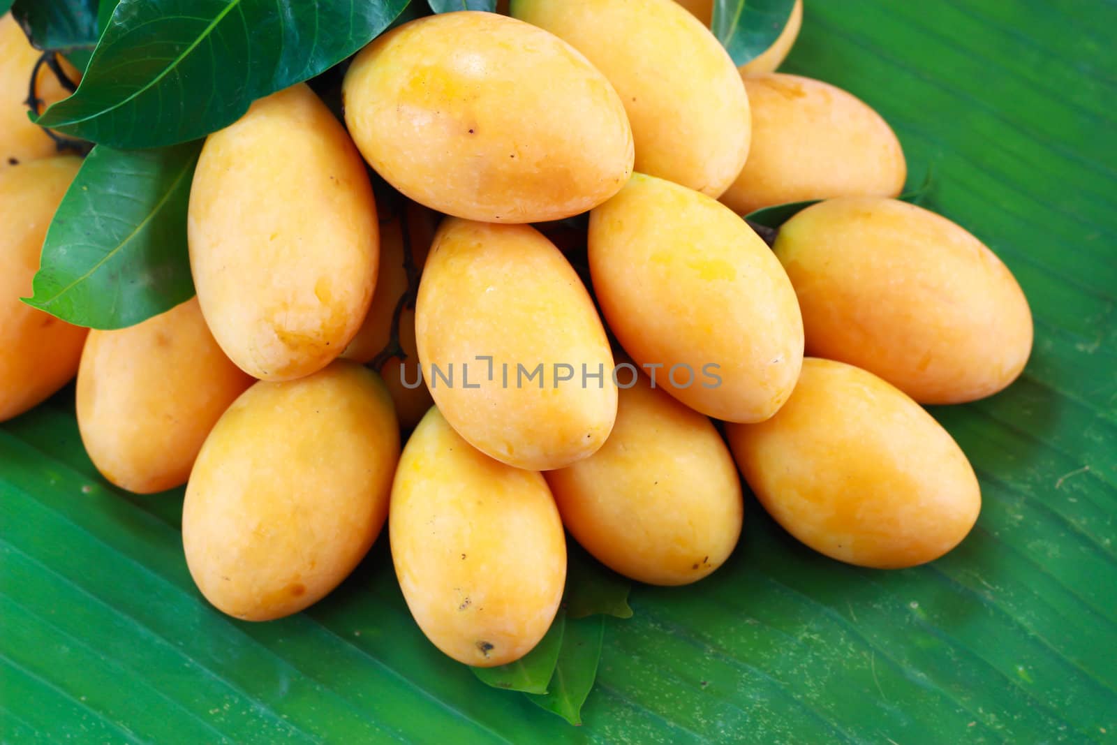 Exotic Thai Fruit. Maprang, Marian plum,