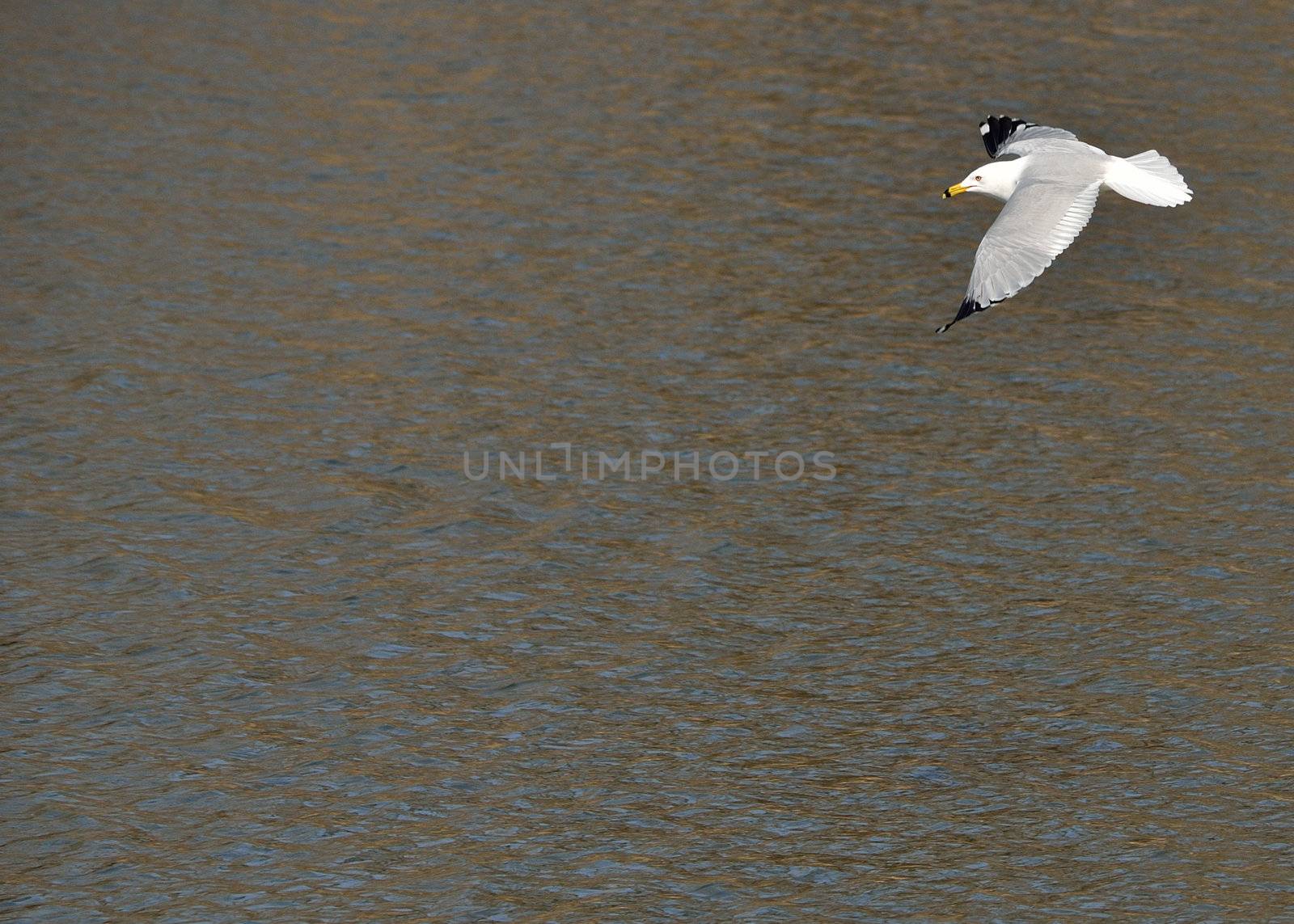 A ring-billed seagull in flight across a body of water.
