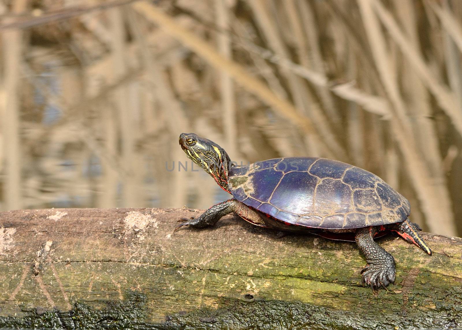 A painted turtle perched on a log in a marsh.