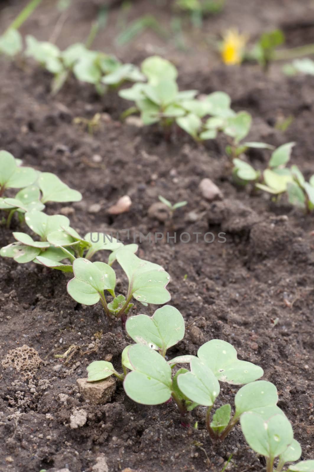 a field with radish sprouts