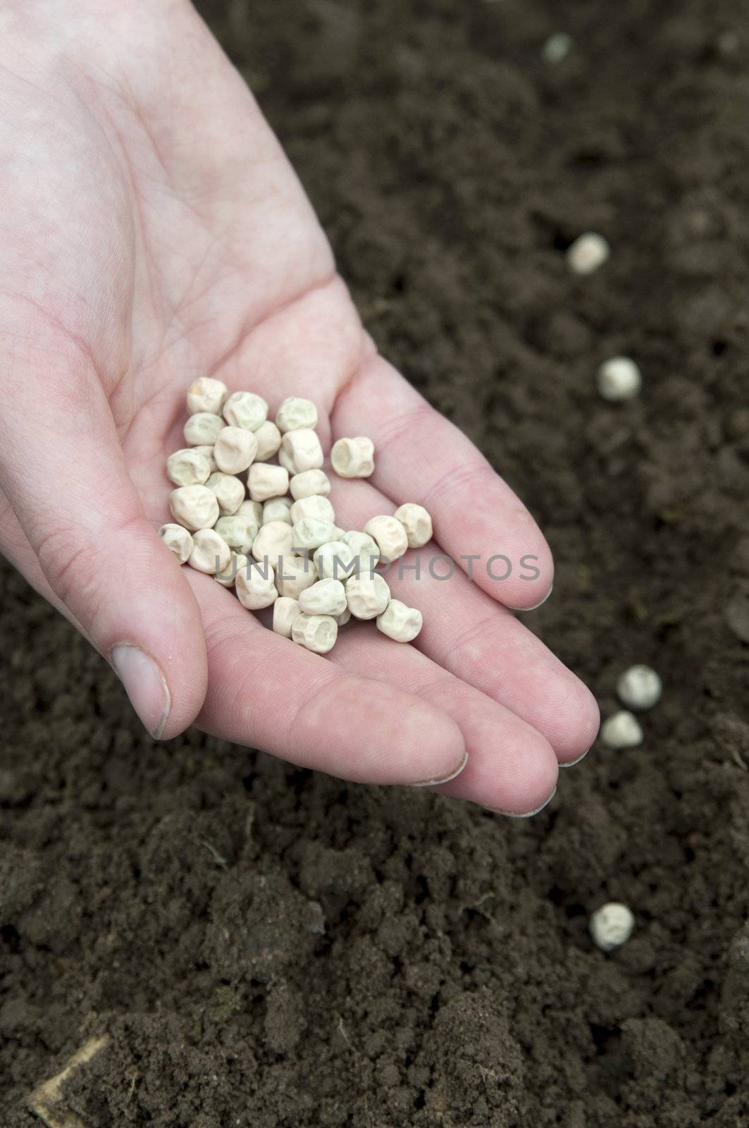 pea planting in the soil