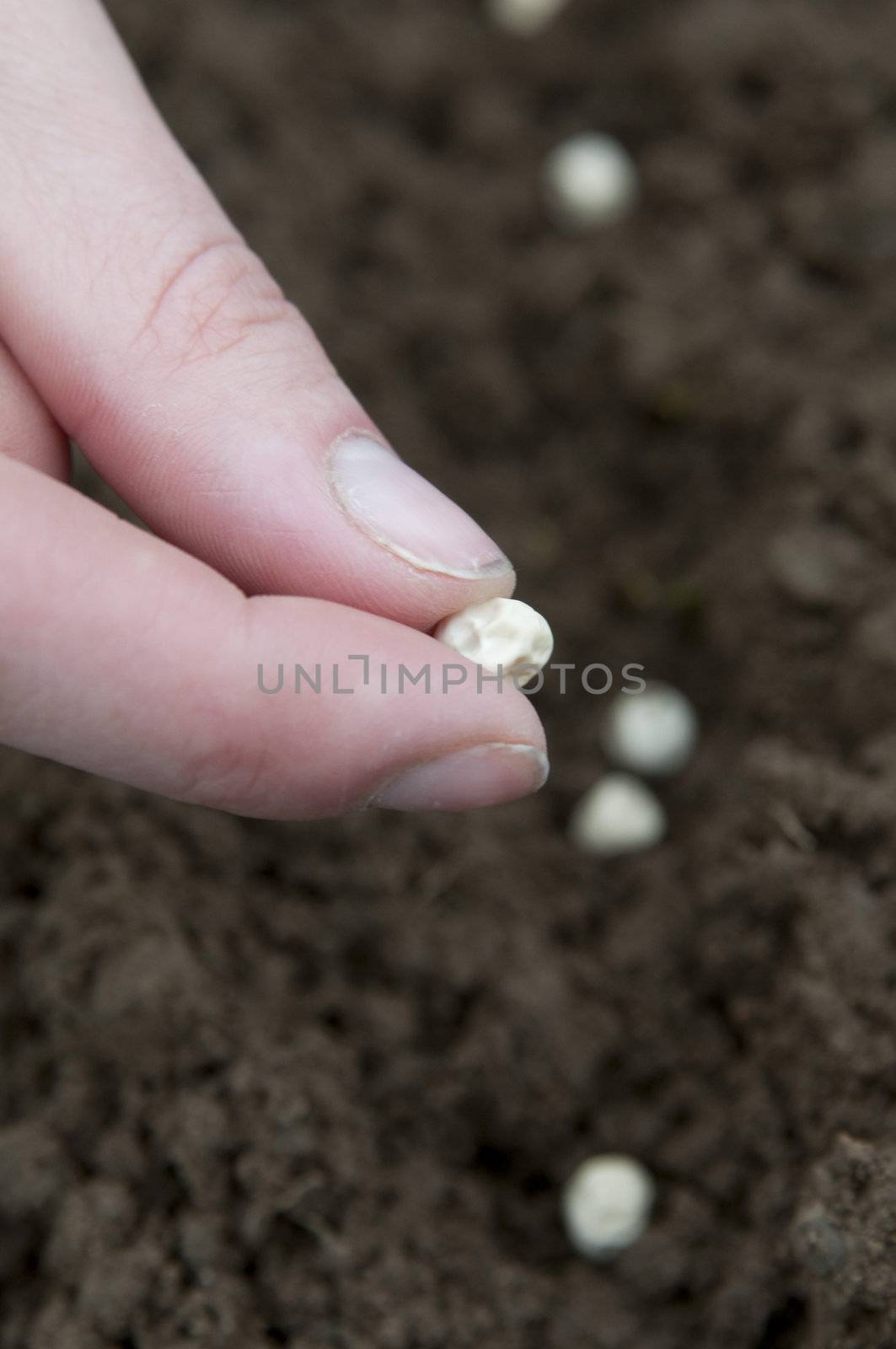 pea planting in the soil