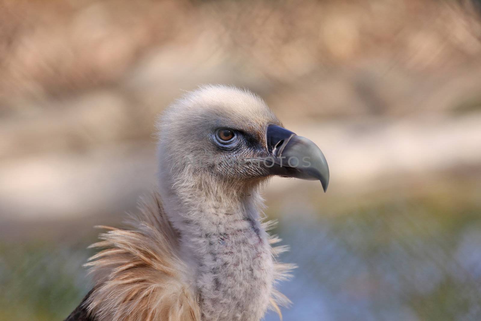 half portrait of a griffon vulture, Gyps fulvus,