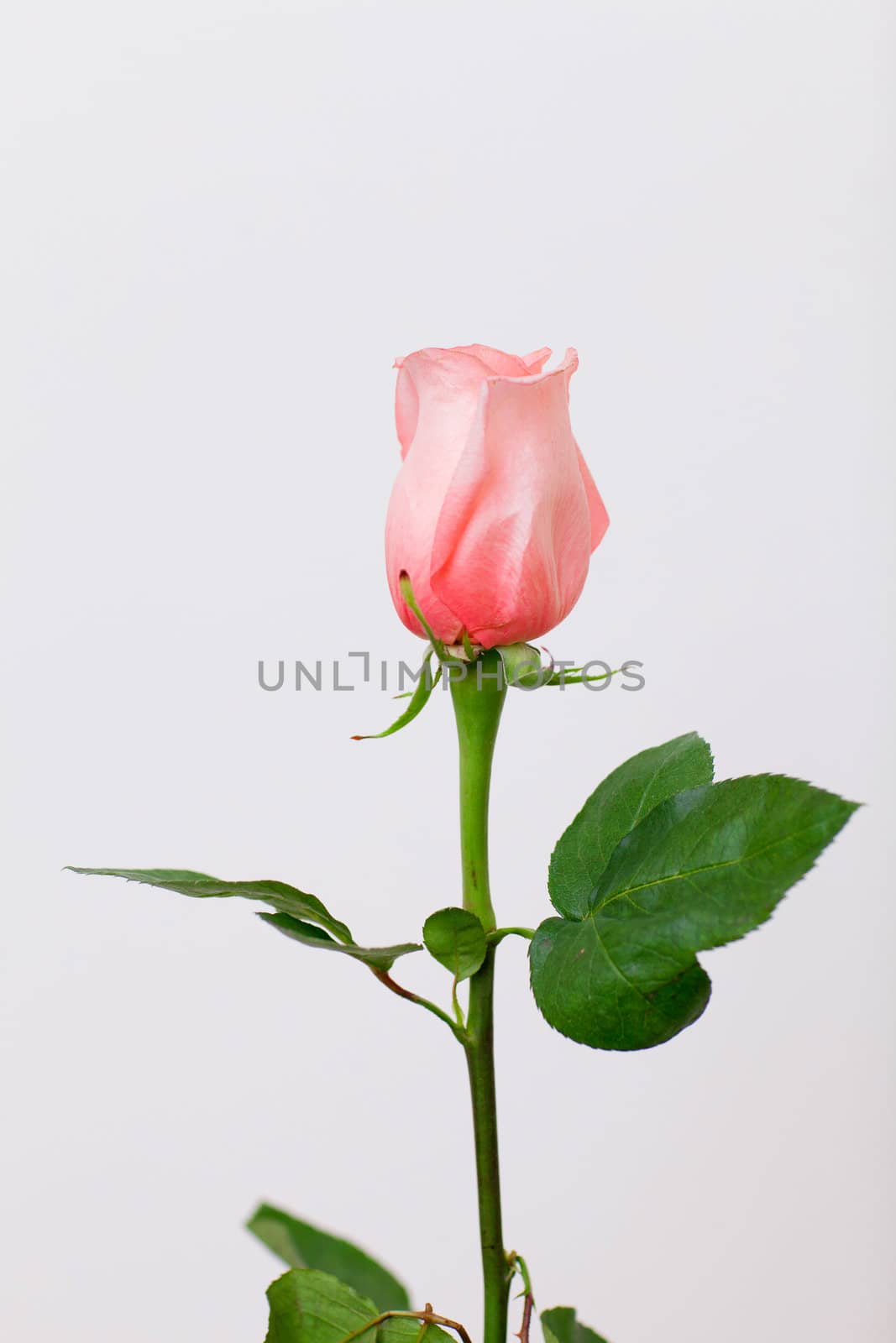 a beautiful rose by vsurkov