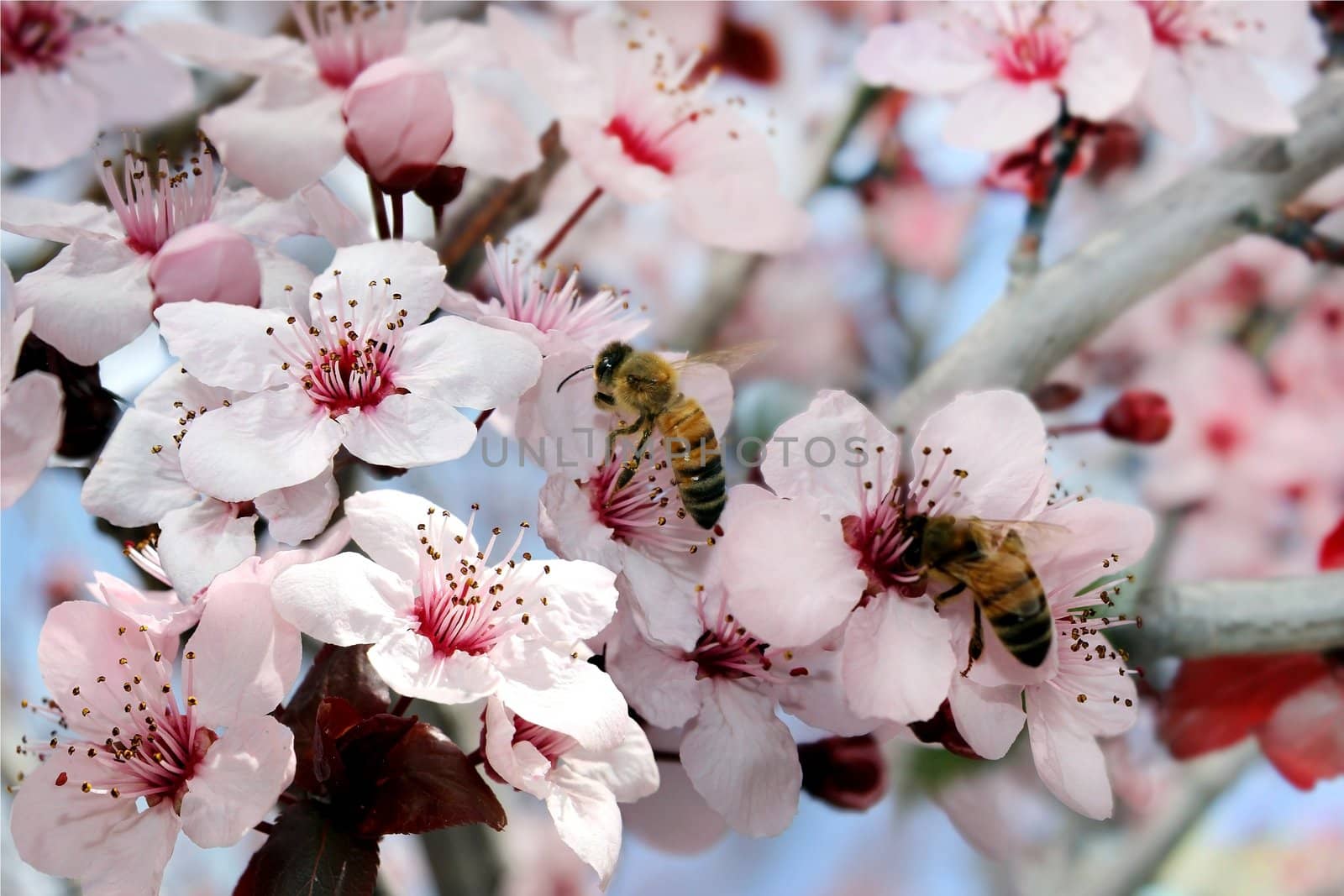 bees collect nectar from a flowering peach tree