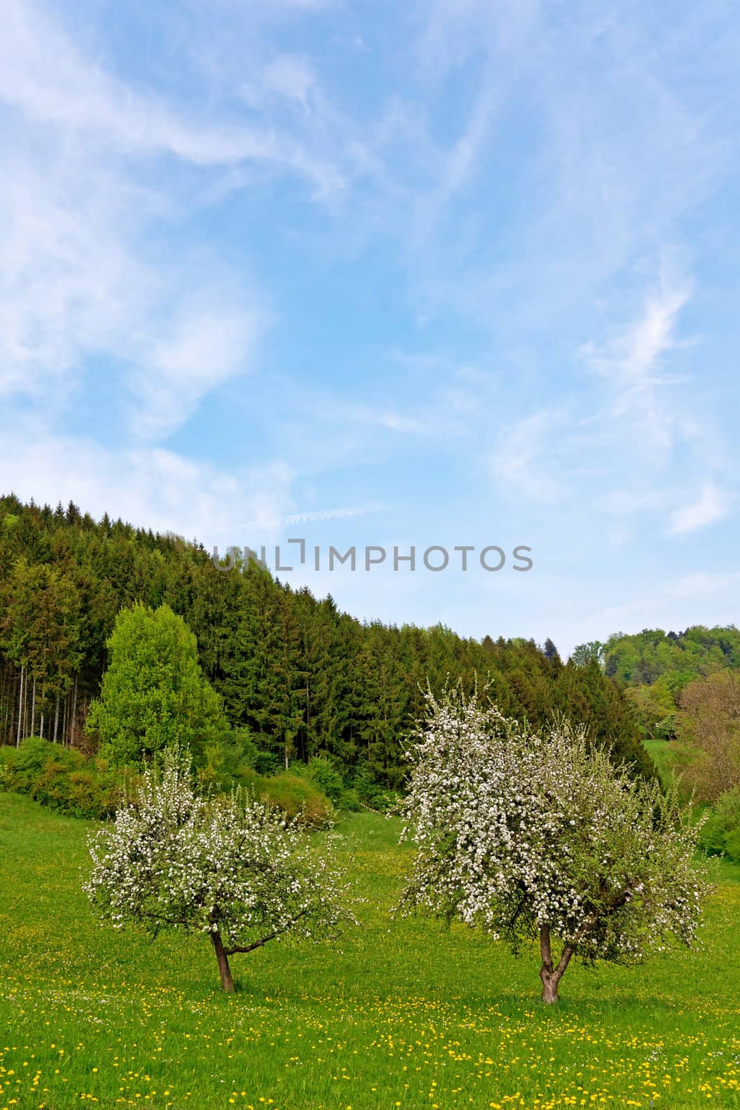 Trees in Spring by Ragnar