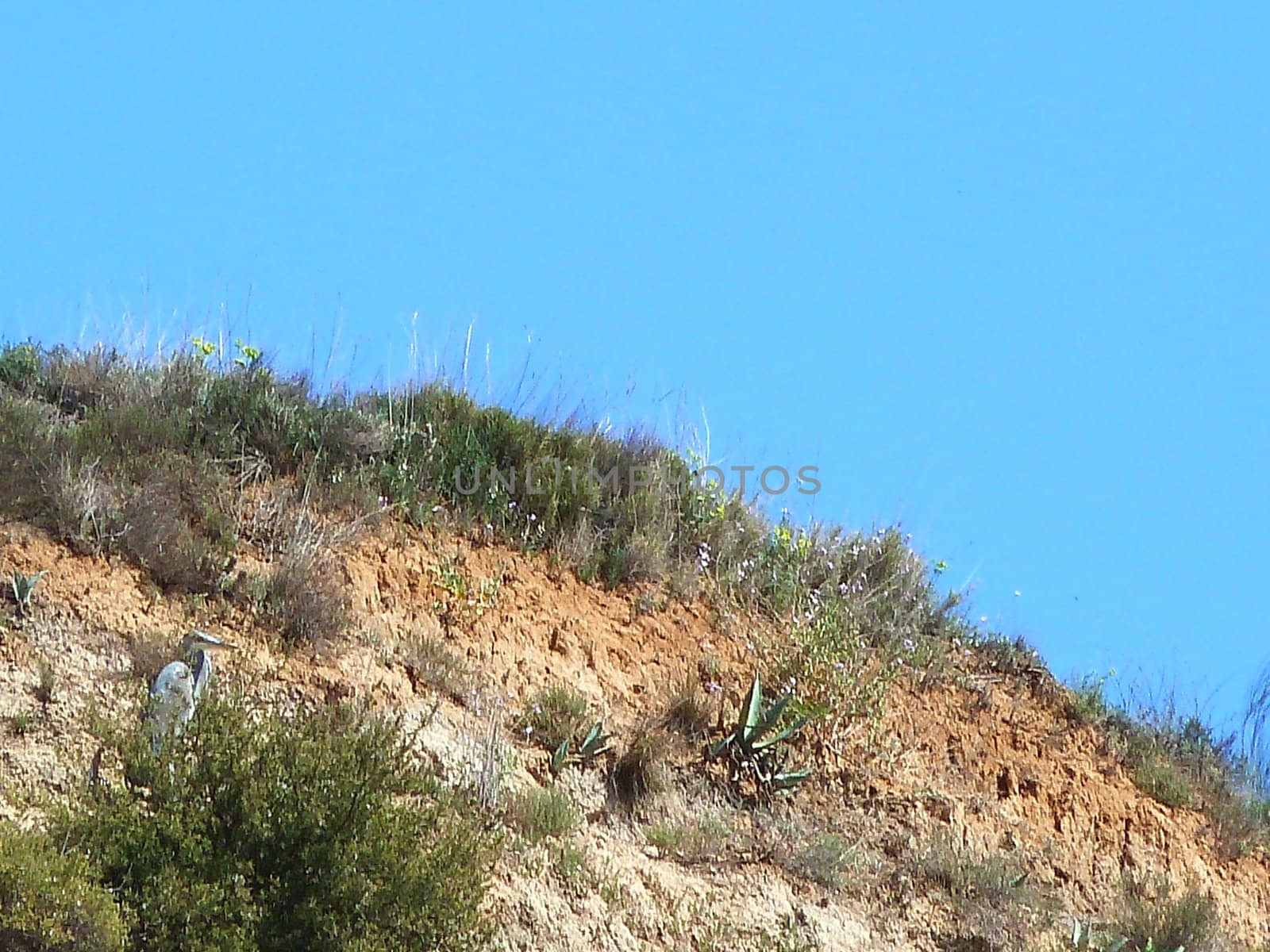 big bird hiding in foliage