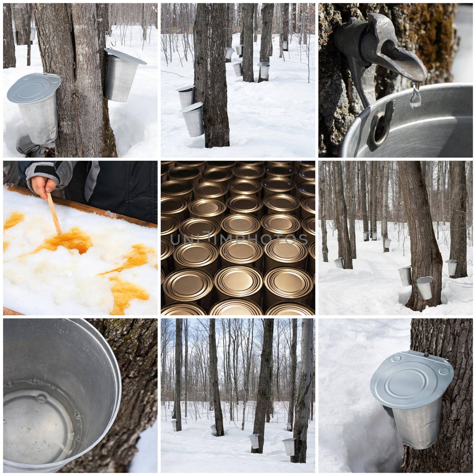 Maple syrup production in Quebec, Canada. Spring forest and buckets for collecting maple sap.