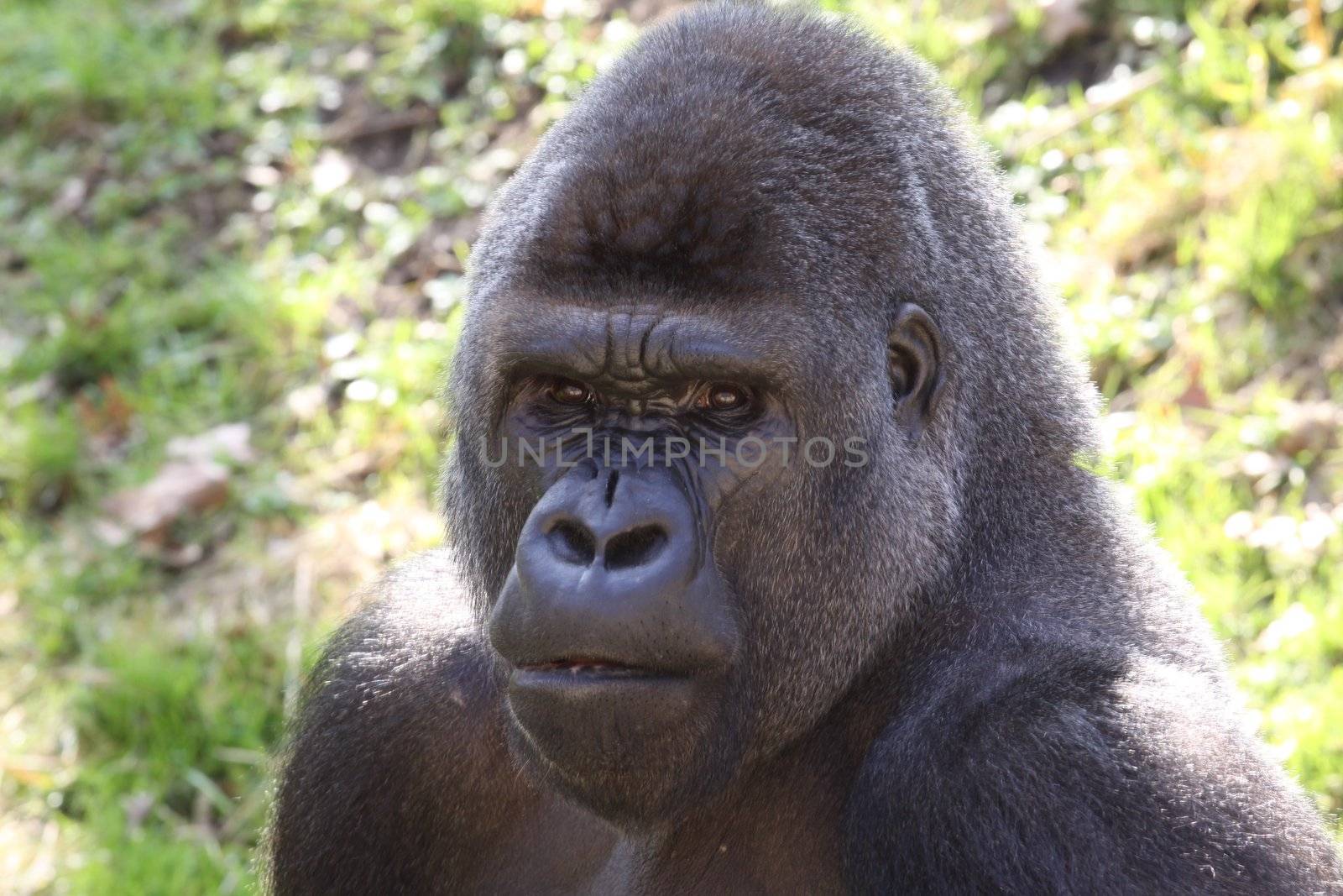 african western lowlands gorilla male silverback looking menacingly