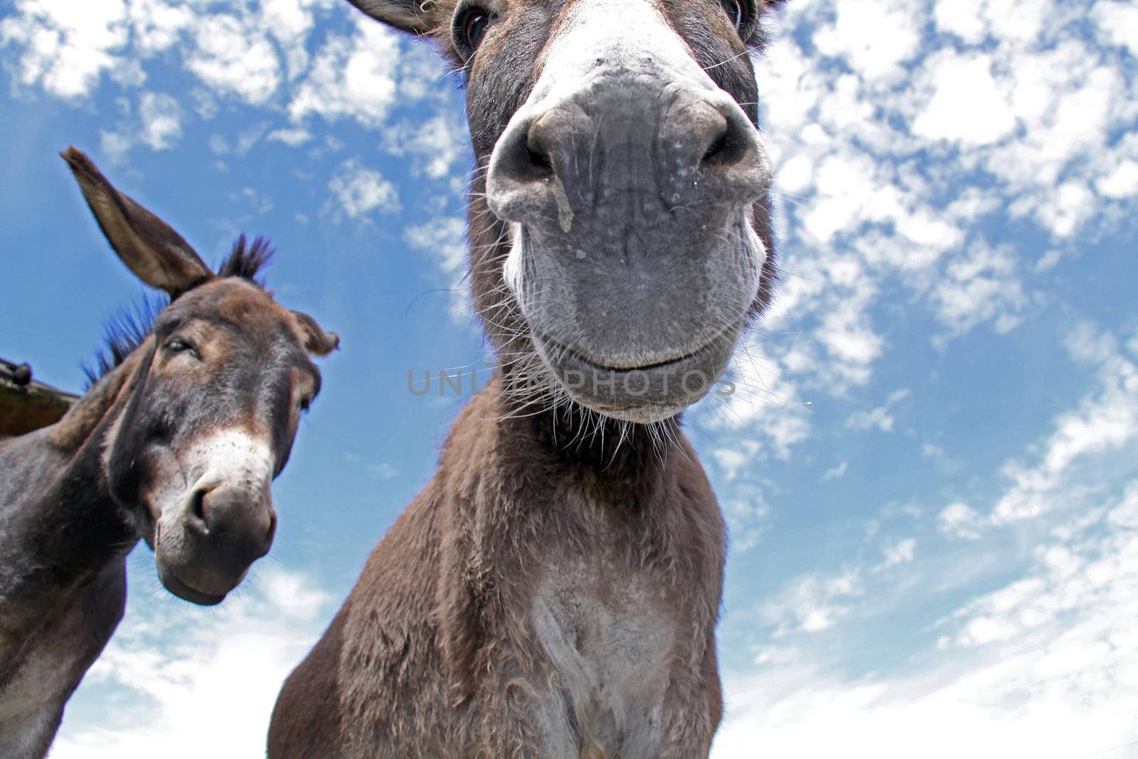 Comical  looking donkey looks in the cam with fun