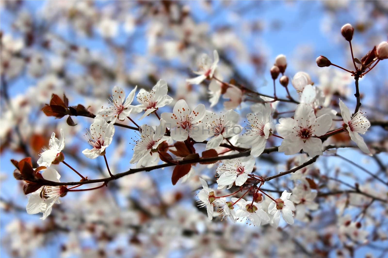beautiful flowering tree by irisphoto4
