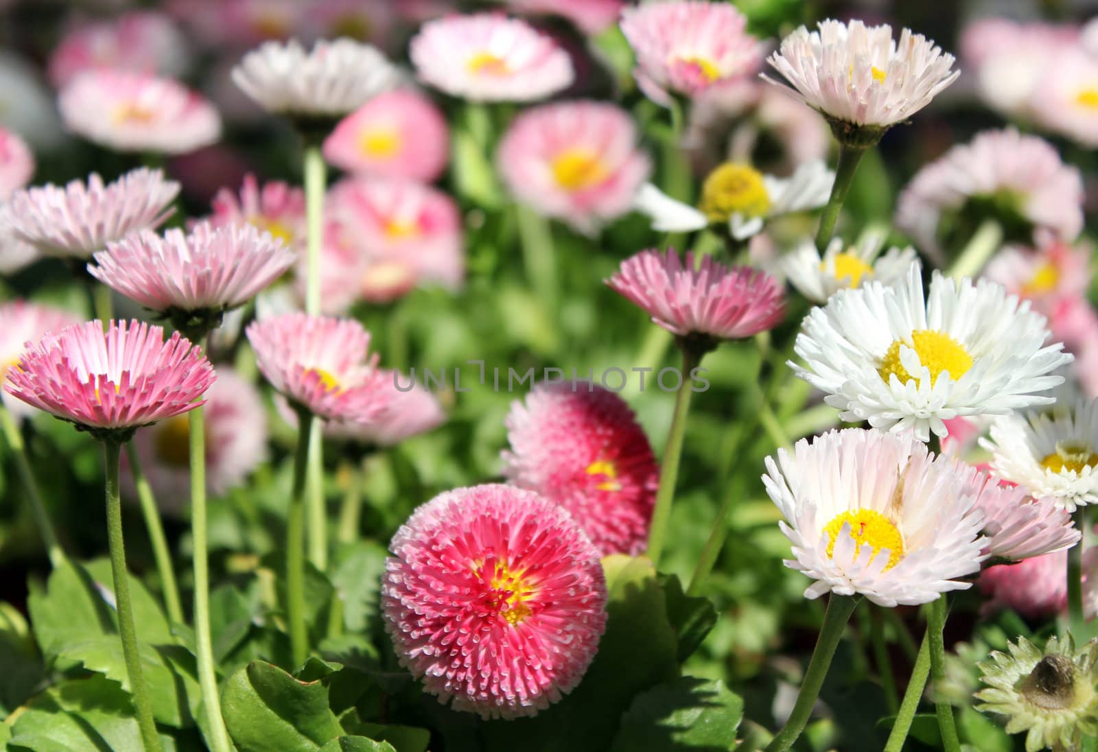 small garden chrysanthemums  flowers as floral background