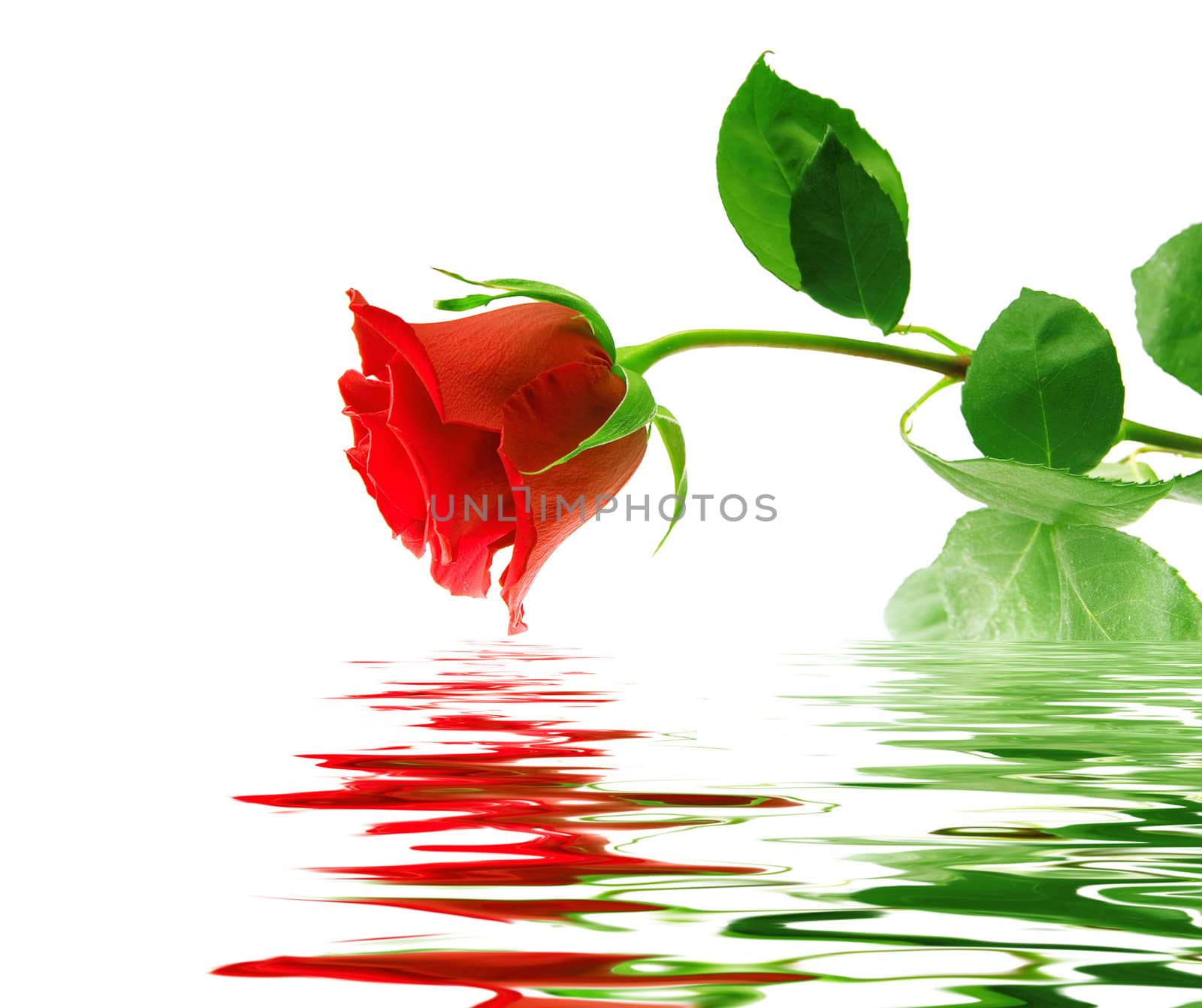 Beautiful red rose on white background with reflection in a water smooth surface