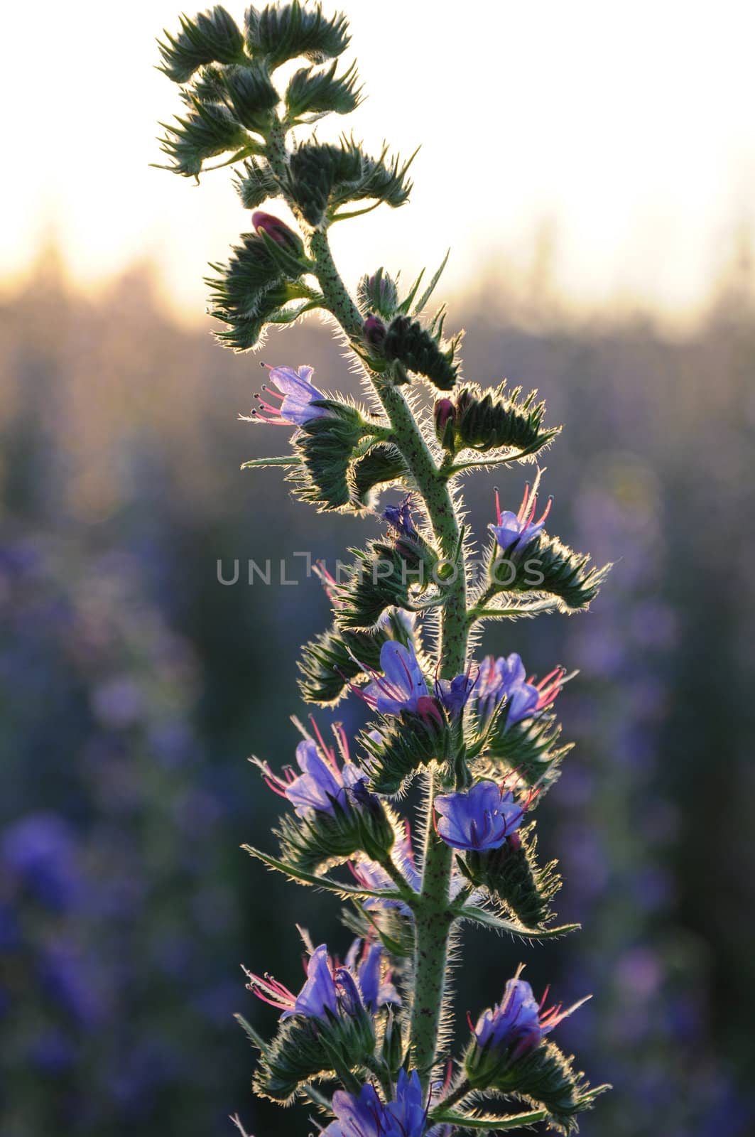 Flower in front of bright sky