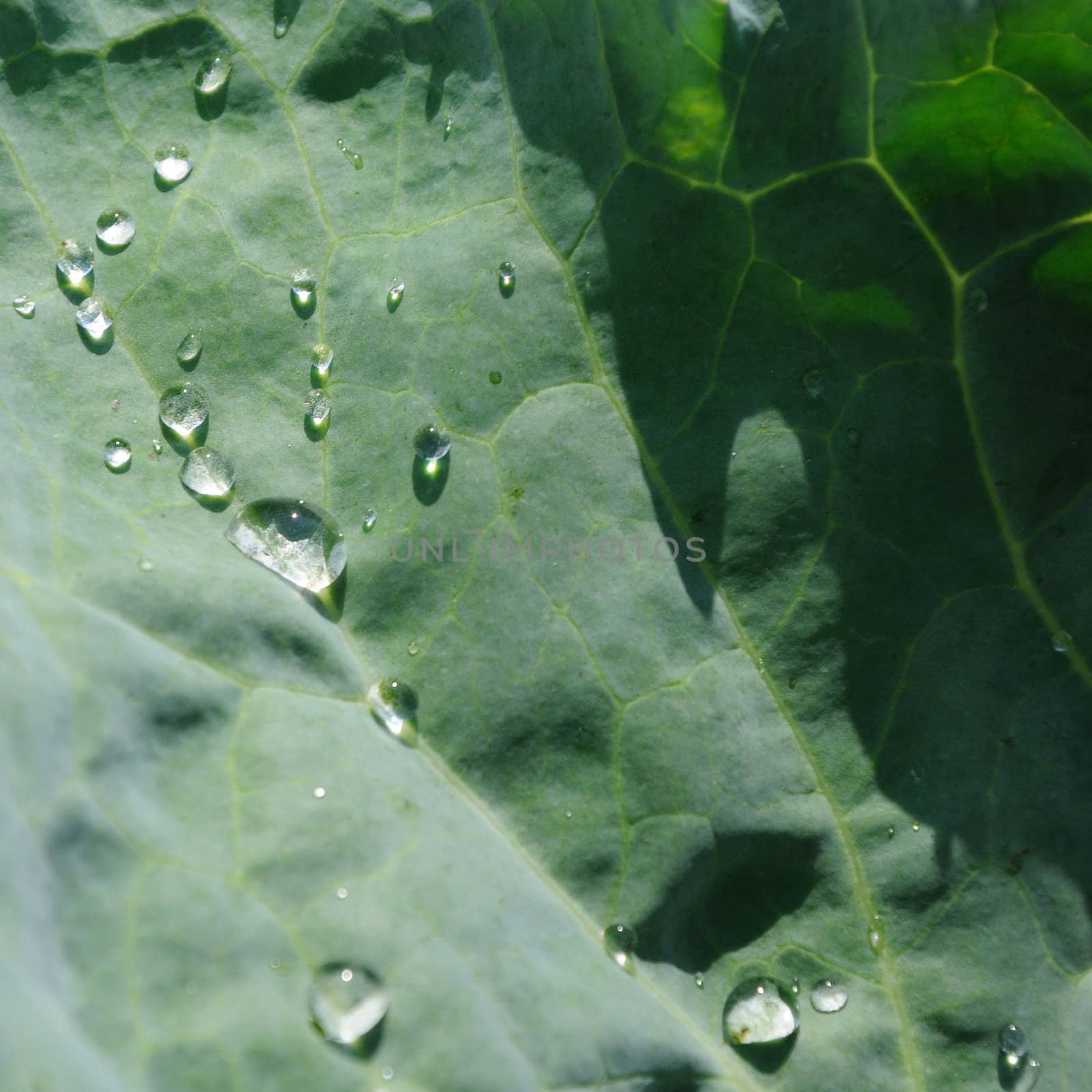 Drops on a leaf of cabbage