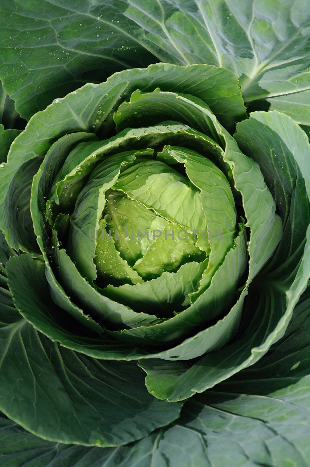 cabbage in green leaf-bed 