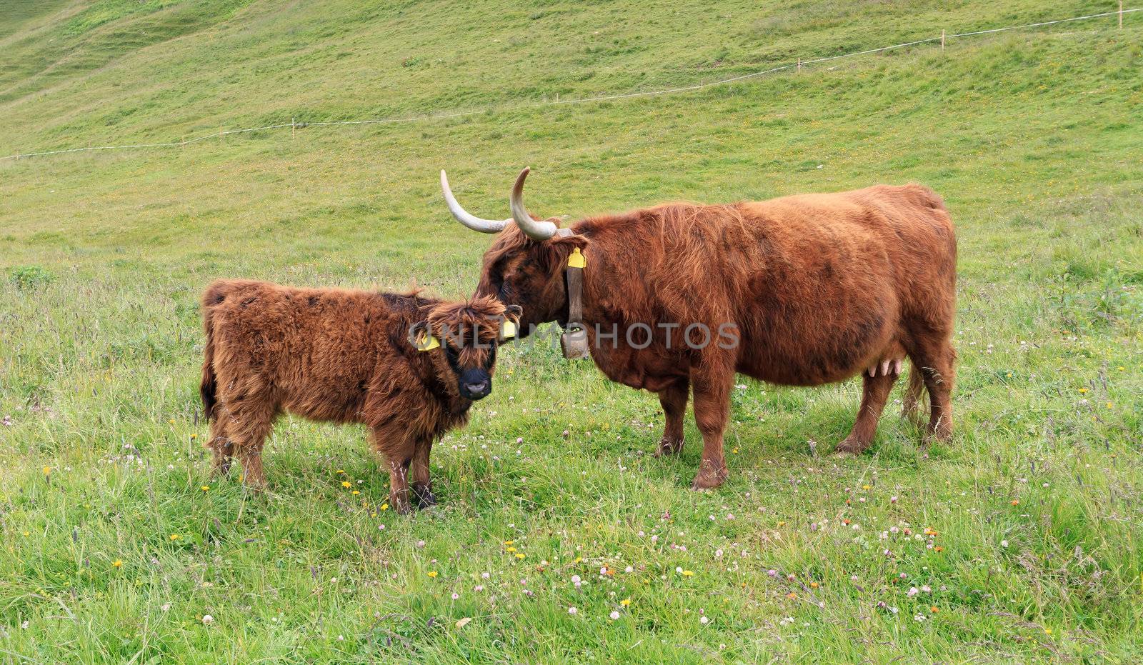 highland cow with small calf on alpine pasture