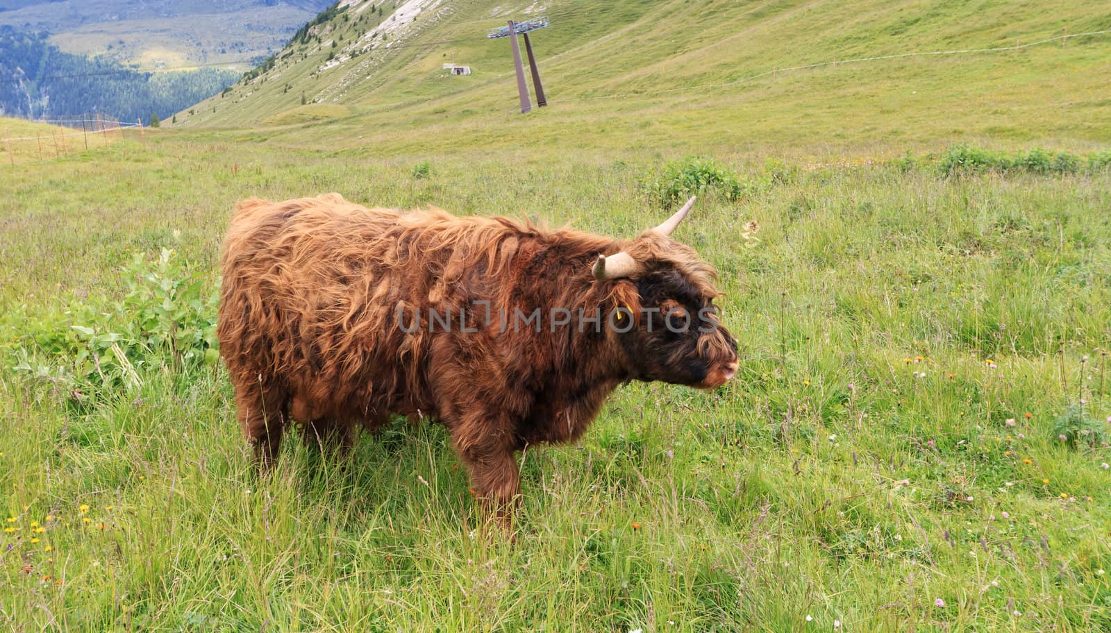 brown highland cow free on  high alpine pasture