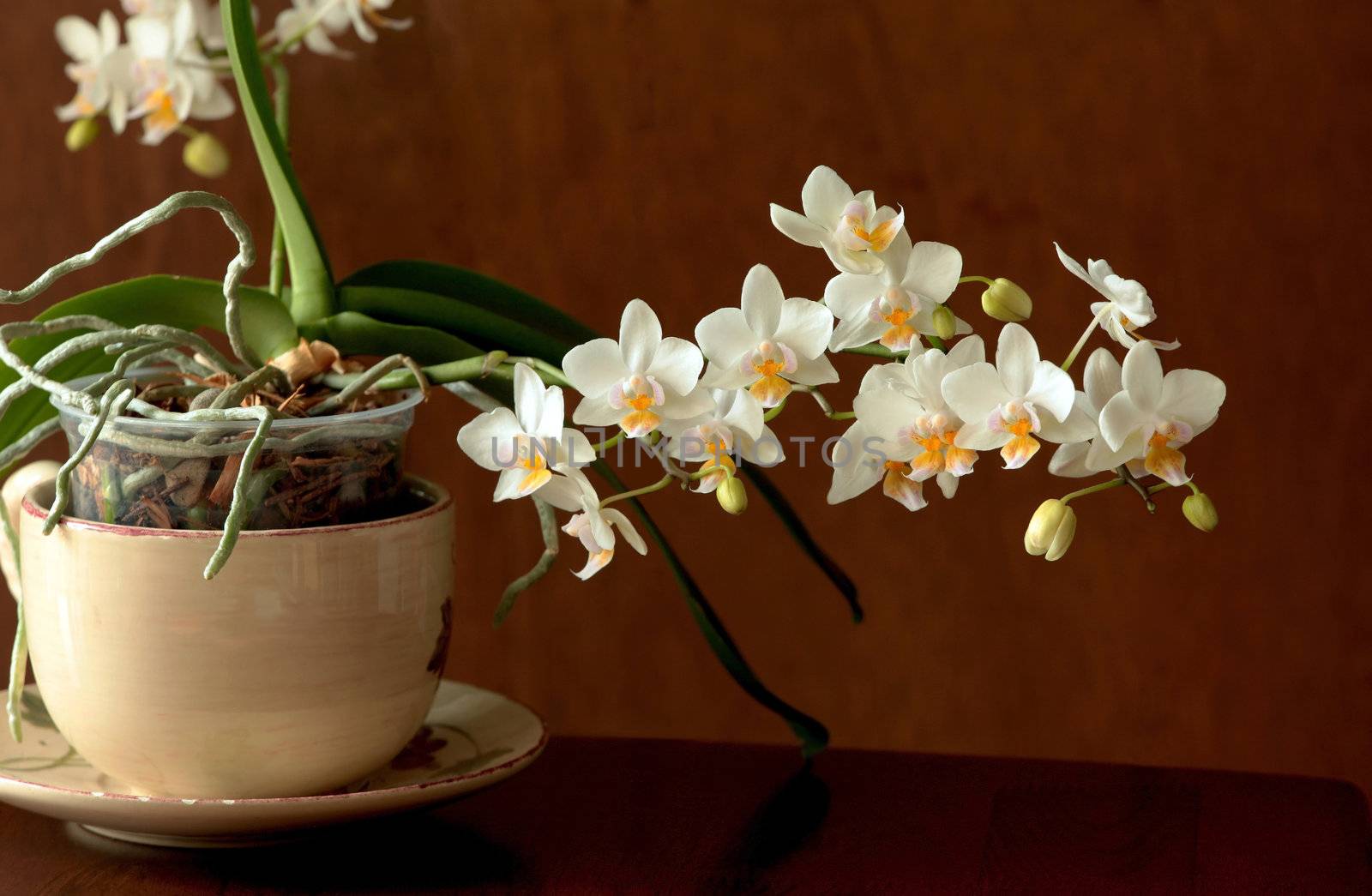 Mini orchids in a cup.