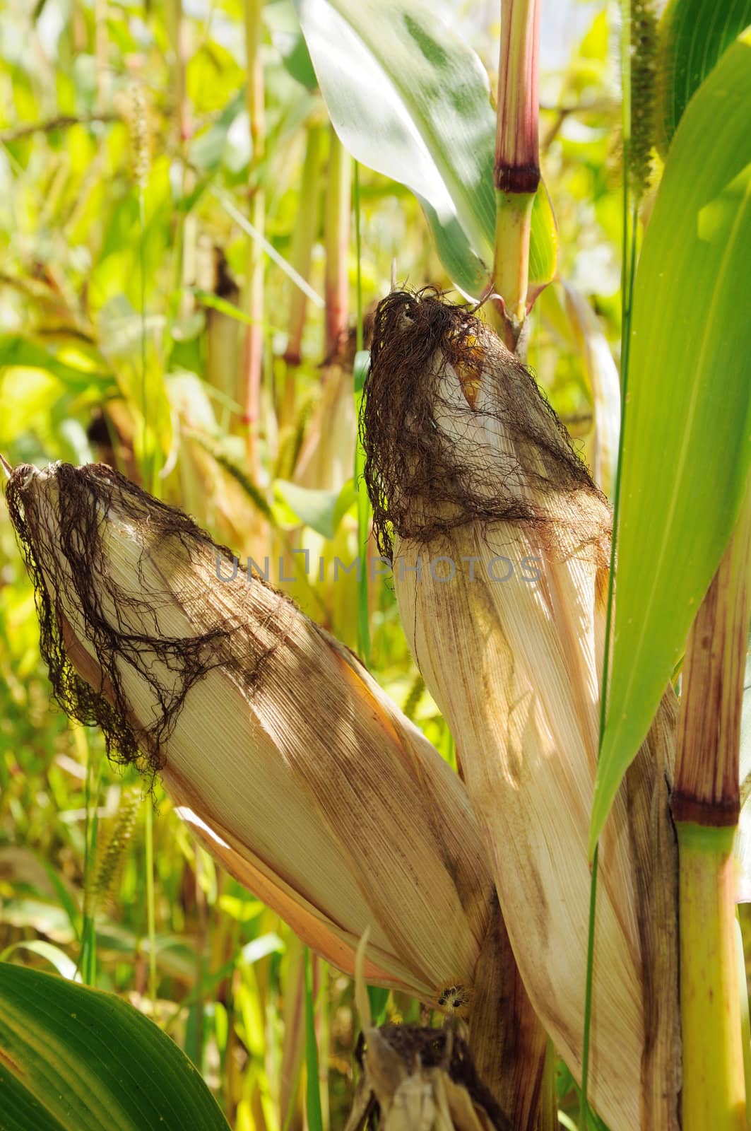 two corn cobs on the stem